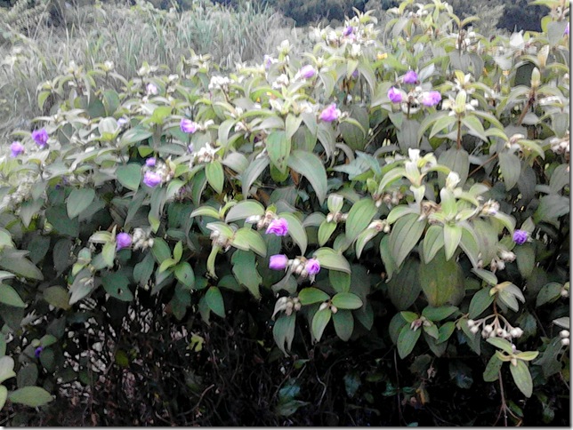 沿途美麗的花5 沿途美麗的花5