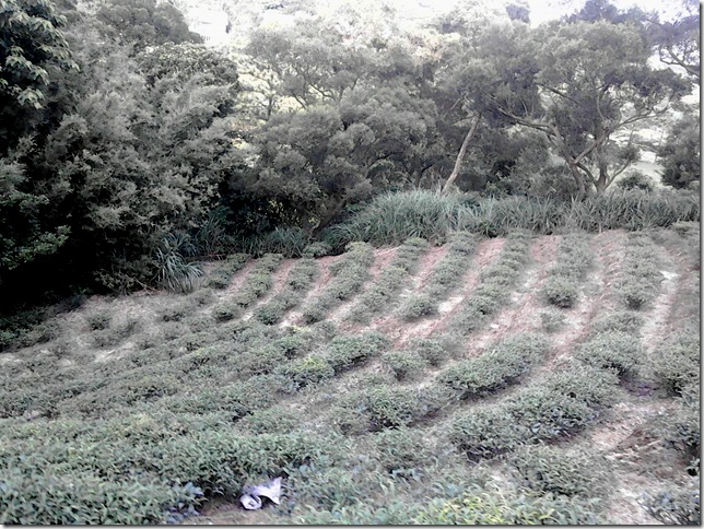跑進茶園17 跑進茶園17