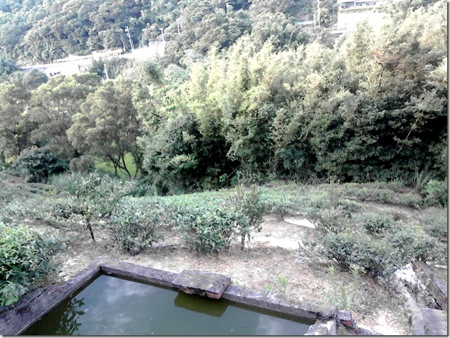 茶園蓄水池19 茶園蓄水池19