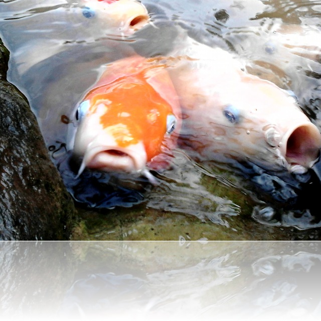 魚1 魚1