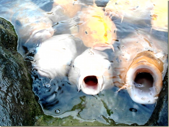 魚11 魚11