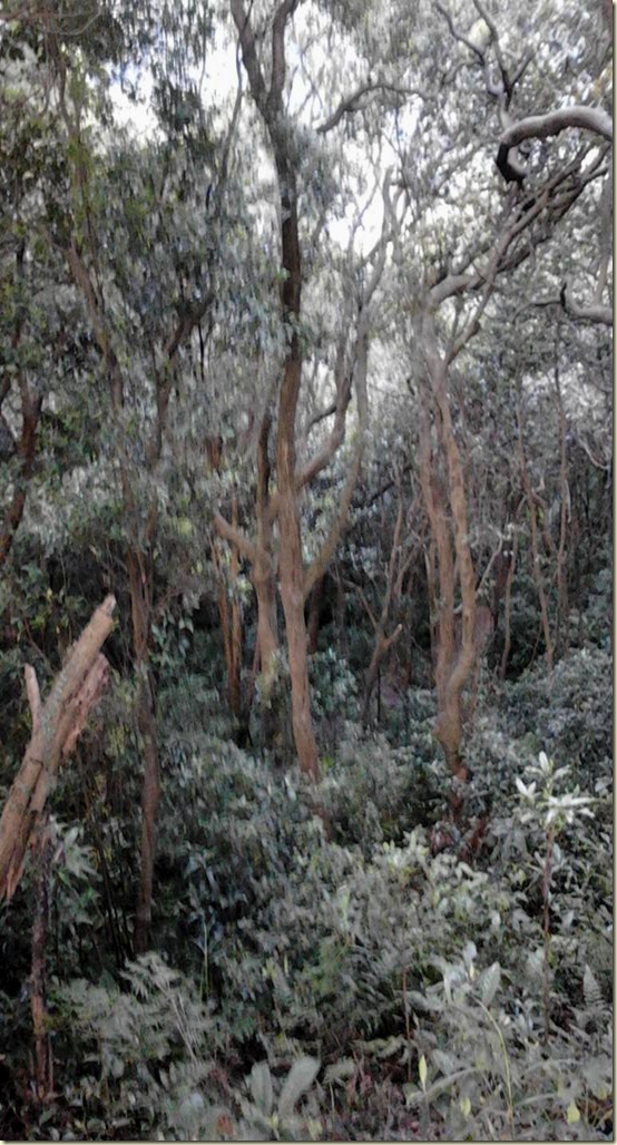 山16 山16