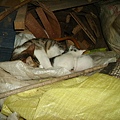 PICT4915.JPG