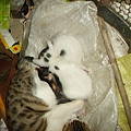 PICT4916.JPG