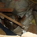 PICT4917.JPG