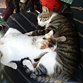 PICT4921.JPG
