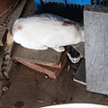 PICT4934.JPG