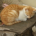 PICT4952.JPG