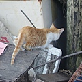 PICT4954.JPG
