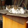PICT5129.JPG