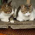 PICT5131.JPG