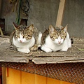 PICT5132.JPG