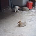 PICT5924.JPG