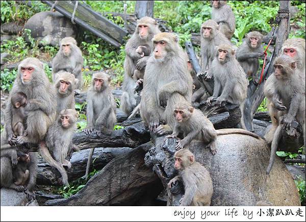 台中大坑|郭叔叔野生獼猴園,食尚玩家推薦台中景點!  台中大坑,郭叔叔野生獼猴園,獼猴,牧猴犬,餵食秀,台灣獼猴,猴王,台中,大坑,郭叔叔獼猴園,大坑四號步道,中正露營區,郭叔叔野生獼猴園大坑獼猴區,生態
