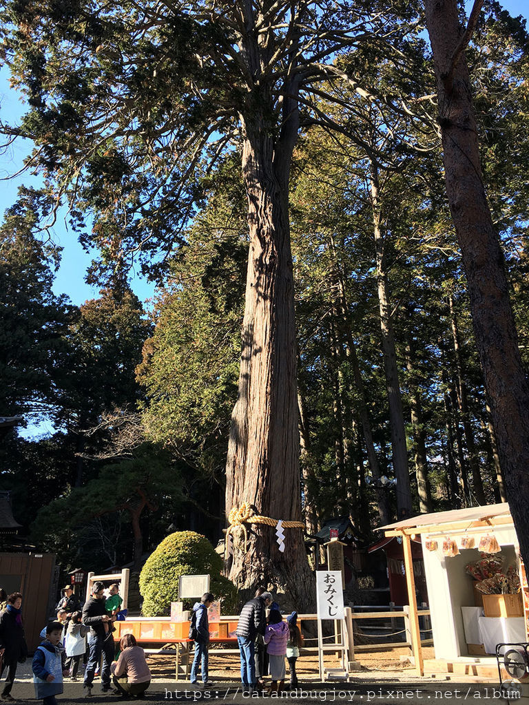 貓與蟲·2019·日本·山梨縣·北口本宮富士淺間神社15.jpg