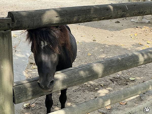 台南頑皮世界2022遊樂園動物園一日遊親子景點票價營業時間水豚狐蒙表演場次公車停車收費 (15).jpg