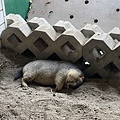 台南頑皮世界2022遊樂園動物園一日遊親子景點票價營業時間水豚狐蒙表演場次公車停車收費 (22).jpg