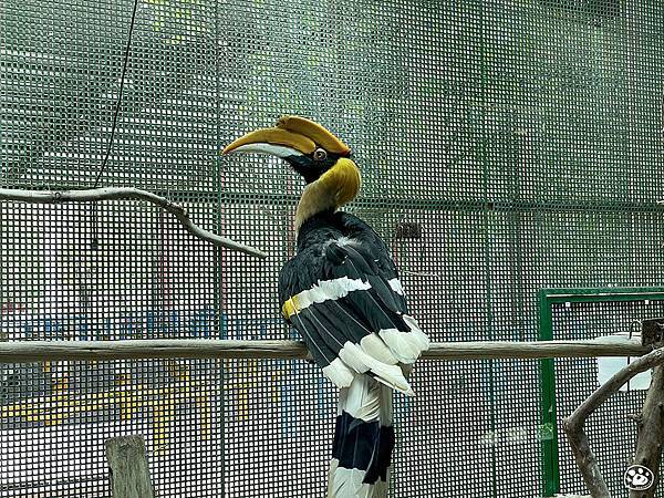 台南頑皮世界2022遊樂園動物園一日遊親子景點票價營業時間水豚狐蒙表演場次公車停車收費 (3).jpg