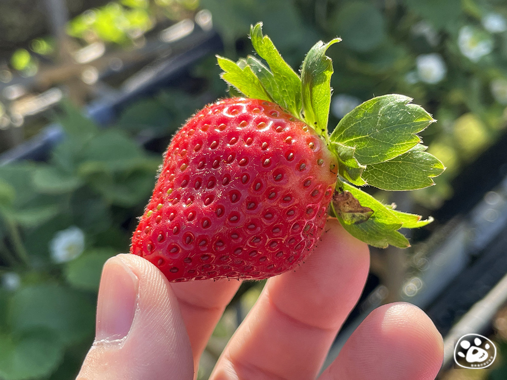 貓與蟲台南善化採美裕草莓季時間冬季價錢怎麼算重量停車預約電話 (37).jpg