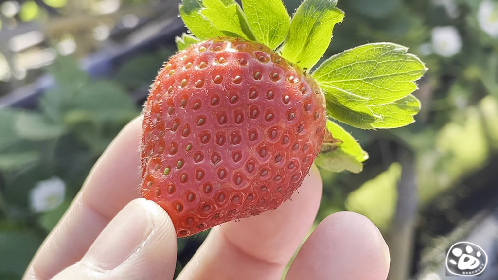 貓與蟲台南善化採美裕草莓季時間冬季價錢怎麼算重量停車預約電話 (28).jpg