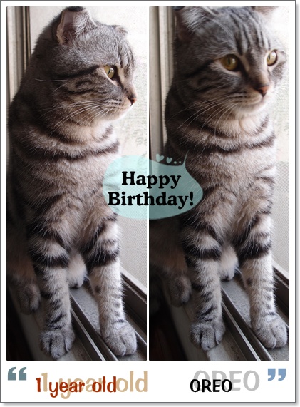 happy birthday happy birthday