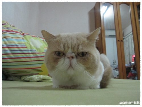 【毛茸茸日記】每天動一動Day87-Day93