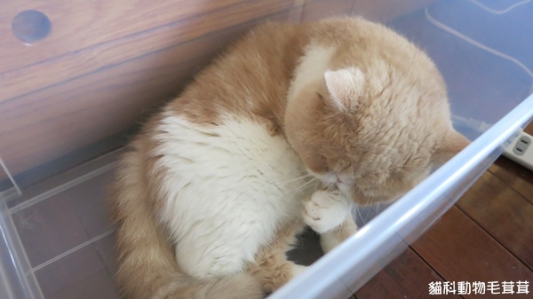 貓吉與收納盒IMG_0083
