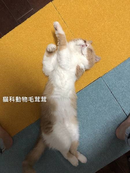 日本東理TOLI 試鋪毫無節操的睡貓.jpg