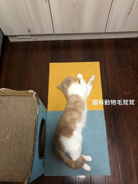 日本東理TOLI 雙片躺貓.jpg