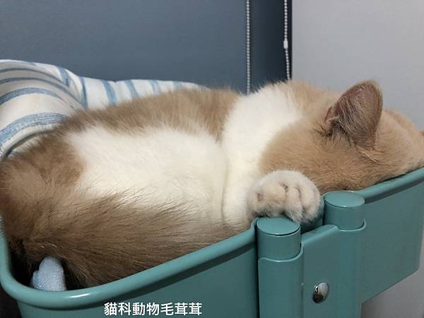 耳舒適耳塞-開場貓吉.jpg 耳舒適耳塞-開場貓吉.jpg