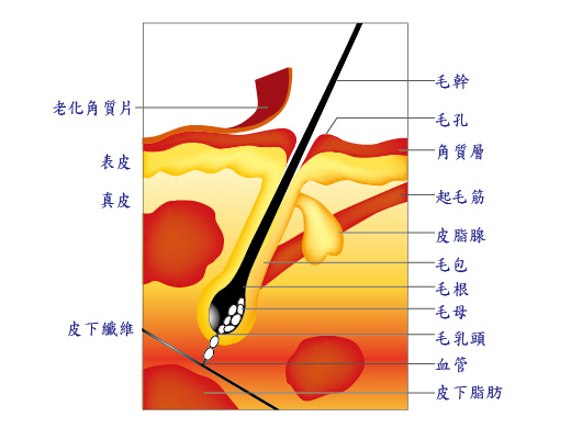 頭皮護理