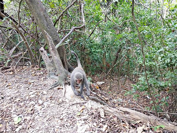 高雄景點 ｜高雄柴山 不用到澎湖就有仙人掌花海 柴山阿朗壹