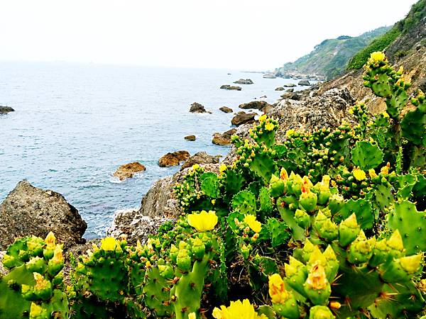 高雄景點 ｜高雄柴山 不用到澎湖就有仙人掌花海 柴山阿朗壹