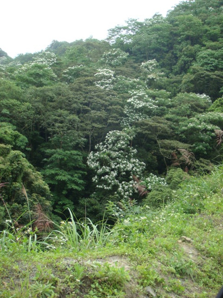 路上的油桐花