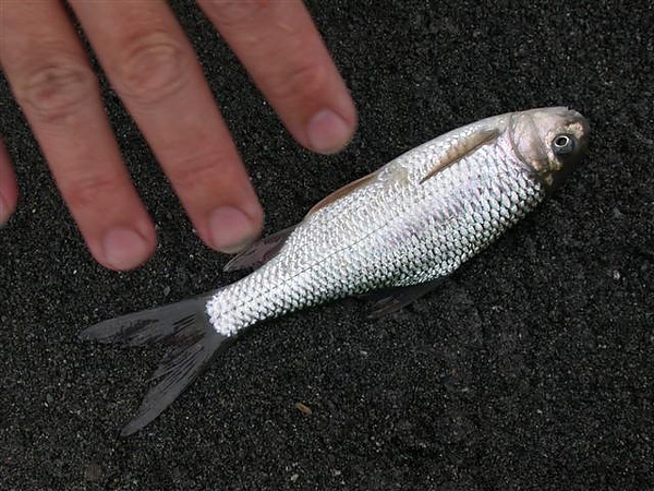 dscn8483何氏鲒八 (small).jpg