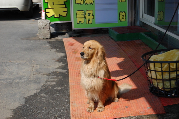 黃金獵犬吃檳榔?!