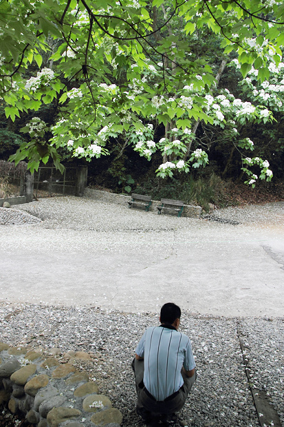 彰化芬園挑水古道桐花