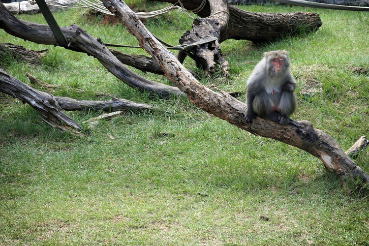 新竹動物園 新竹動物園