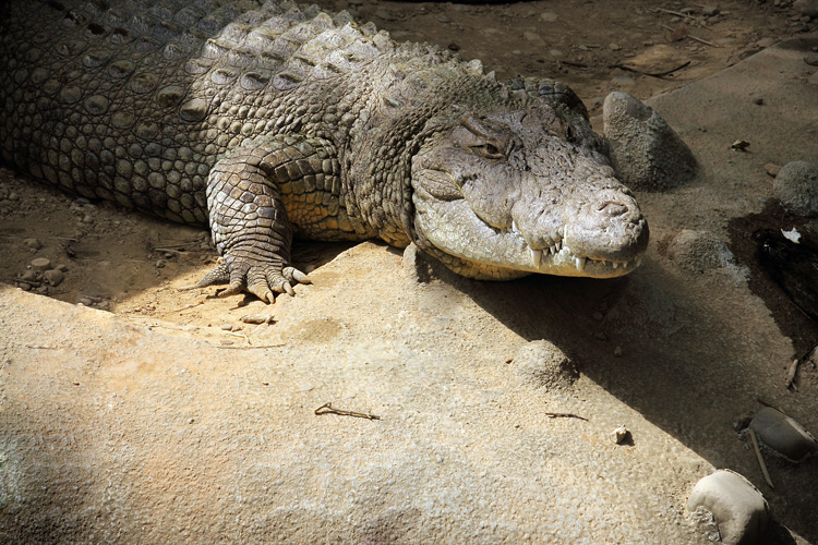 新竹動物園