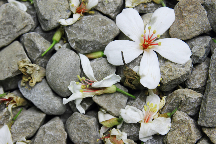 彰化芬園挑水古道桐花