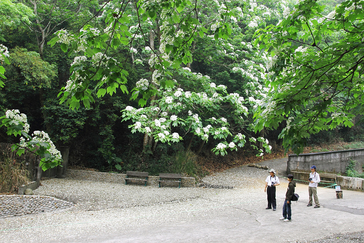 彰化芬園挑水古道桐花 彰化芬園挑水古道桐花