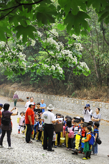 彰化芬園挑水古道桐花