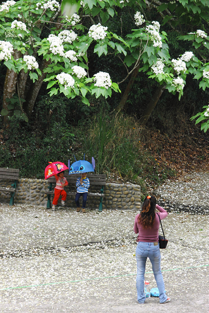 彰化芬園挑水古道桐花