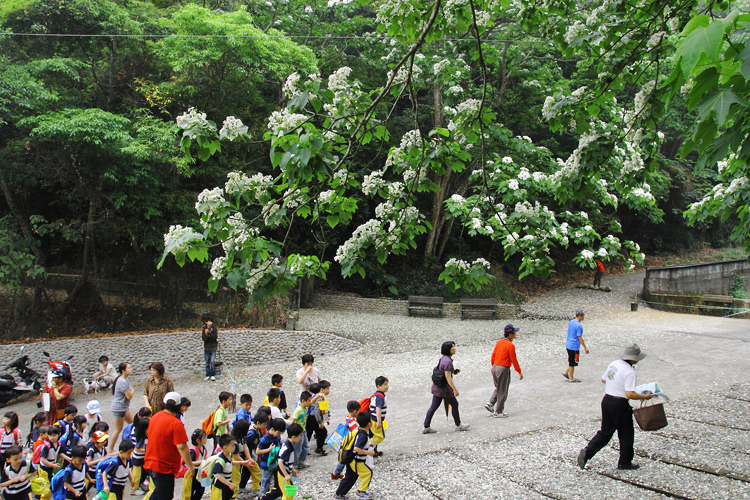 彰化芬園挑水古道桐花 彰化芬園挑水古道桐花