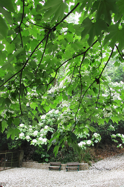 彰化芬園挑水古道桐花 彰化芬園挑水古道桐花