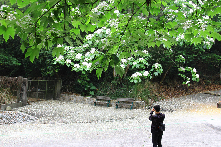 彰化芬園挑水古道桐花 彰化芬園挑水古道桐花
