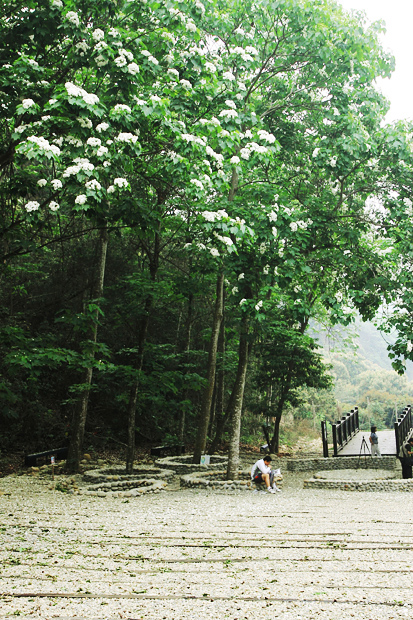 彰化芬園挑水古道桐花 彰化芬園挑水古道桐花
