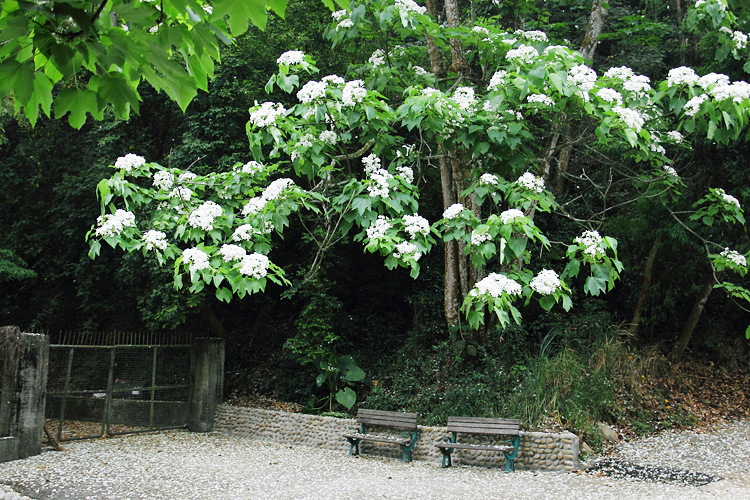 彰化芬園挑水古道桐花