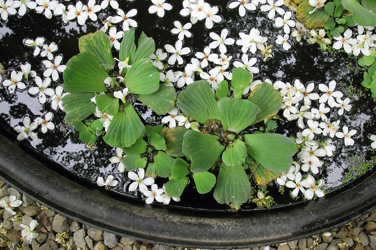 彰化芬園挑水古道桐花 彰化芬園挑水古道桐花