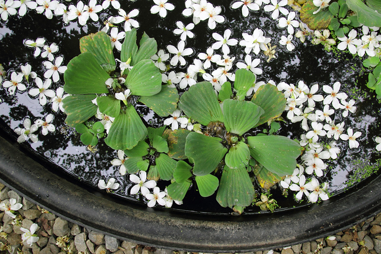 彰化芬園挑水古道桐花